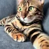 kayracat