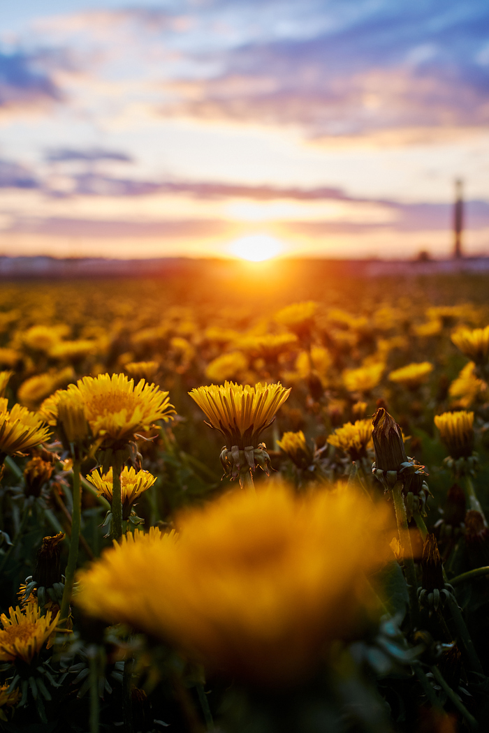 Fujifilm X100VI + BlackMist 1/4