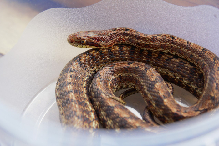 Это узорчатый полоз в стандартной окраске.