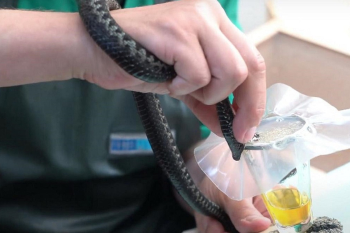 Максимальное количество яда змей узнаётся после их «дойки». У гадюк регулярно собирают отраву для лекарственных средств.