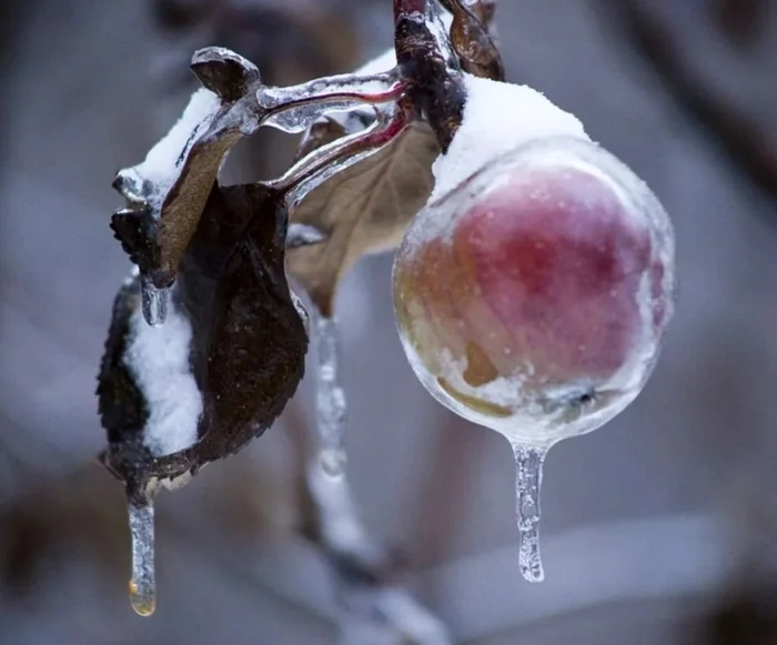 Яблоки-призраки - редкое природное явление Дикая природа, Яблоки, Зима, Яндекс Дзен, Яндекс Дзен (ссылка), Длиннопост Яблоки-призраки - редкое природное явление Дикая природа, Яблоки, Зима, Яндекс Дзен, Яндекс Дзен (ссылка), Длиннопост