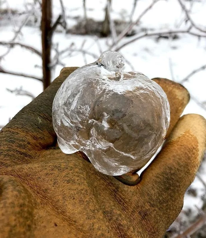 Яблоки-призраки - редкое природное явление Дикая природа, Яблоки, Зима, Яндекс Дзен, Яндекс Дзен (ссылка), Длиннопост Яблоки-призраки - редкое природное явление Дикая природа, Яблоки, Зима, Яндекс Дзен, Яндекс Дзен (ссылка), Длиннопост
