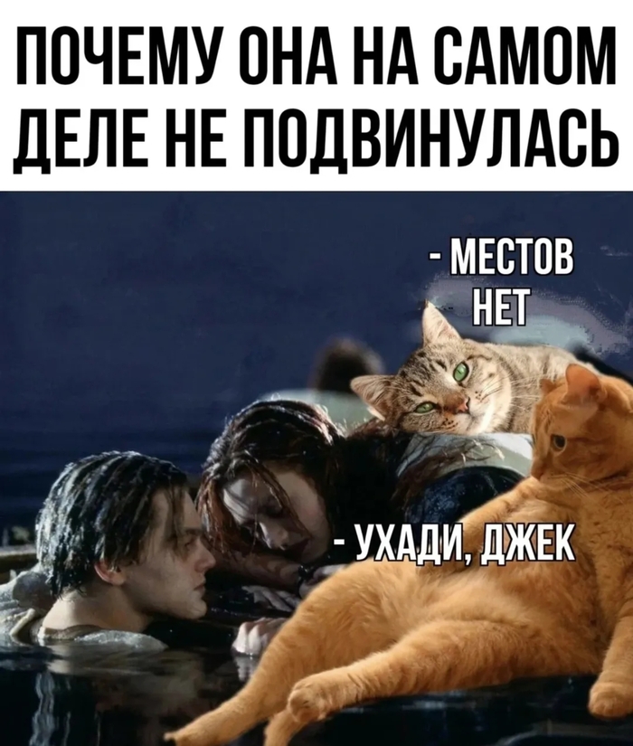 Пушистые эксперты точно знают почему