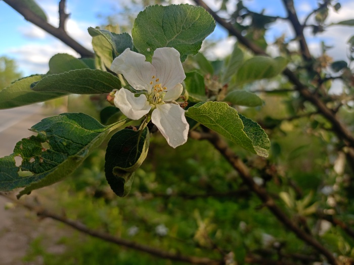 Без эффекта