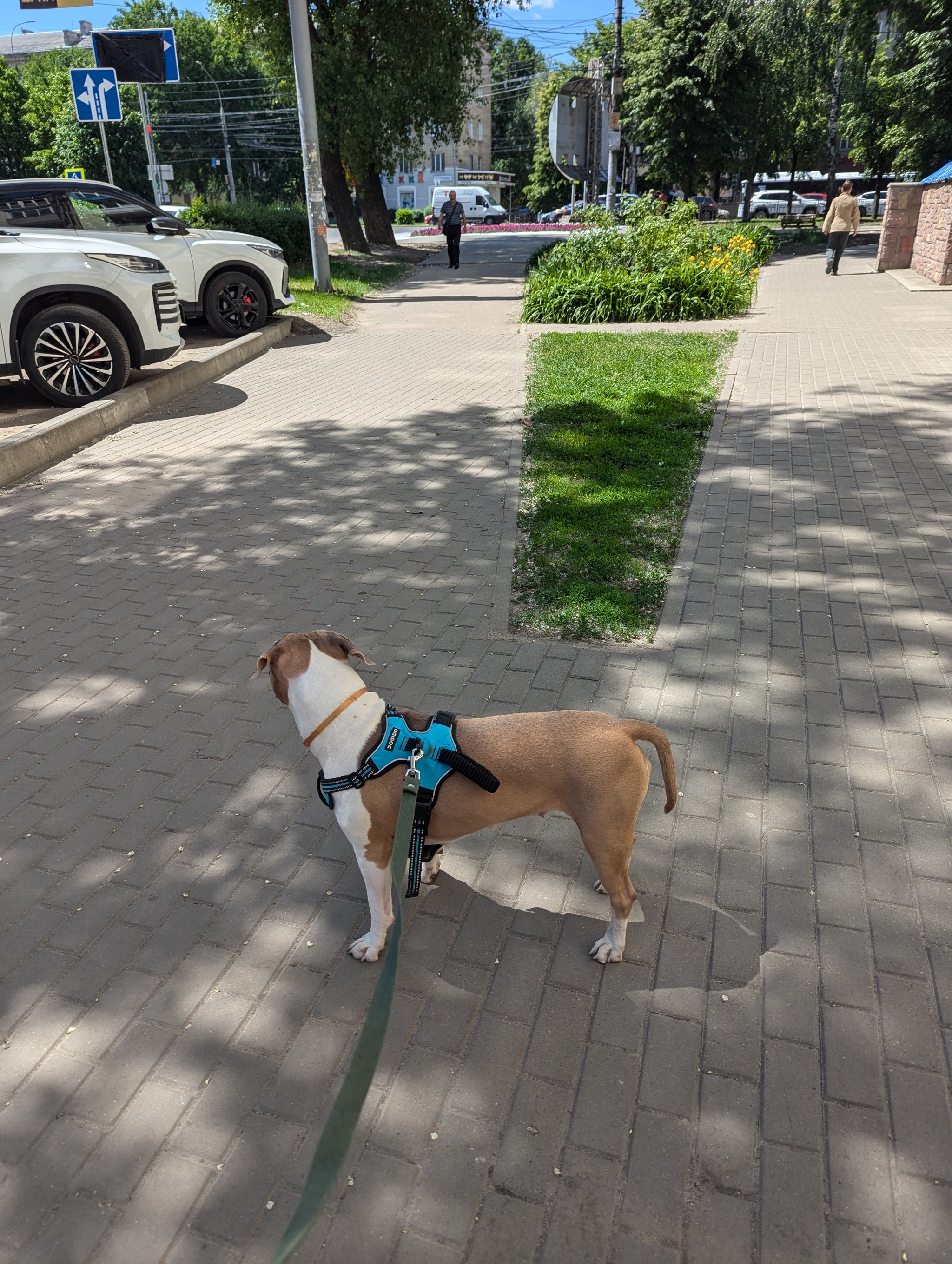 I don't know what to call it - My, Dog, Pets, Amstaff