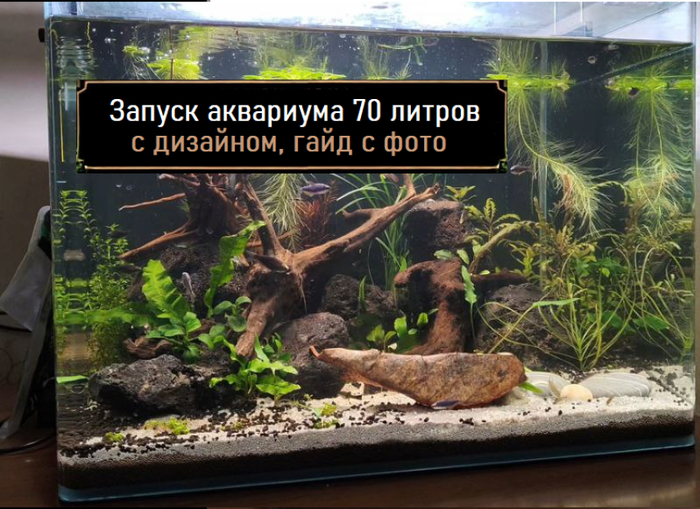     70  ,      , , ,  ,  , , , , 