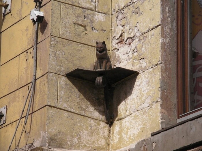 Кот Елисей.