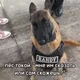Аватар пользователя Loyaldog01