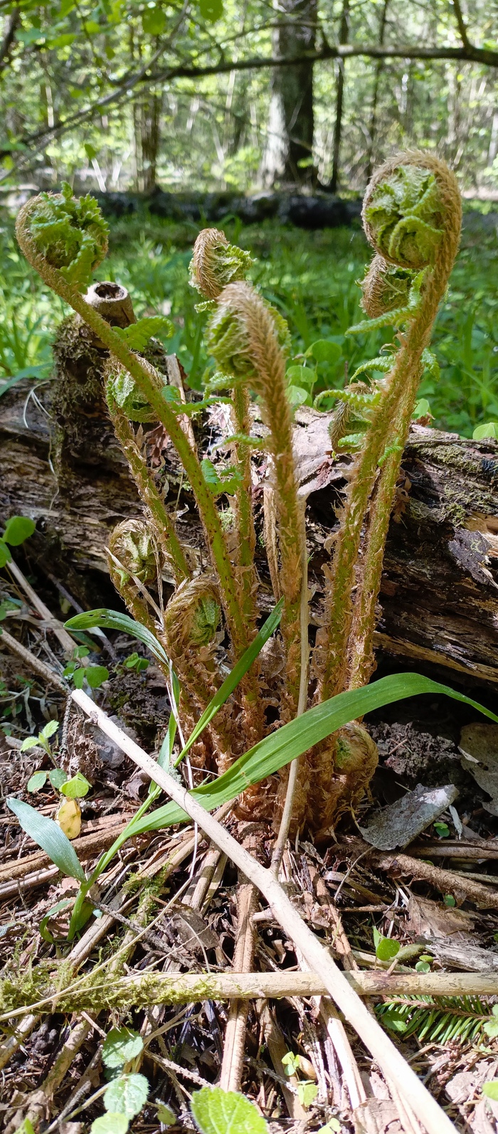 Инопланетный папоротник