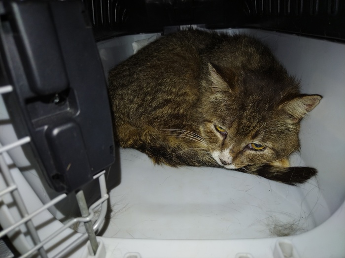 Онежка демонстративно отказывается выходить из переноски