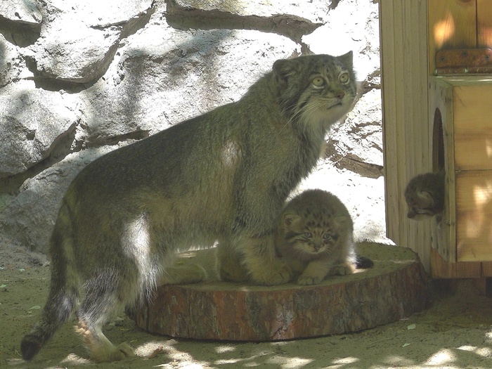   <a href="https://pikabu.ru/story/novosibirsk_u_vas_pribavlenie_semeystva_12758980?u=https%3A%2F%2Fvk.com%2Fwall447839222_14118&t=%D0%A1%D0%B5%D1%80%D0%B3%D0%B5%D0%B9%20%D0%98%D0%BB%D1%8C%D1%82%D1%8F%D0%BA%D0%BE%D0%B2%20%D0%92%D0%9A&h=fdb47a173aee1d969f8554a78ef4c4de70fe07b8" title="https://vk.com/wall447839222_14118" target="_blank" rel="nofollow noopener">  </a>