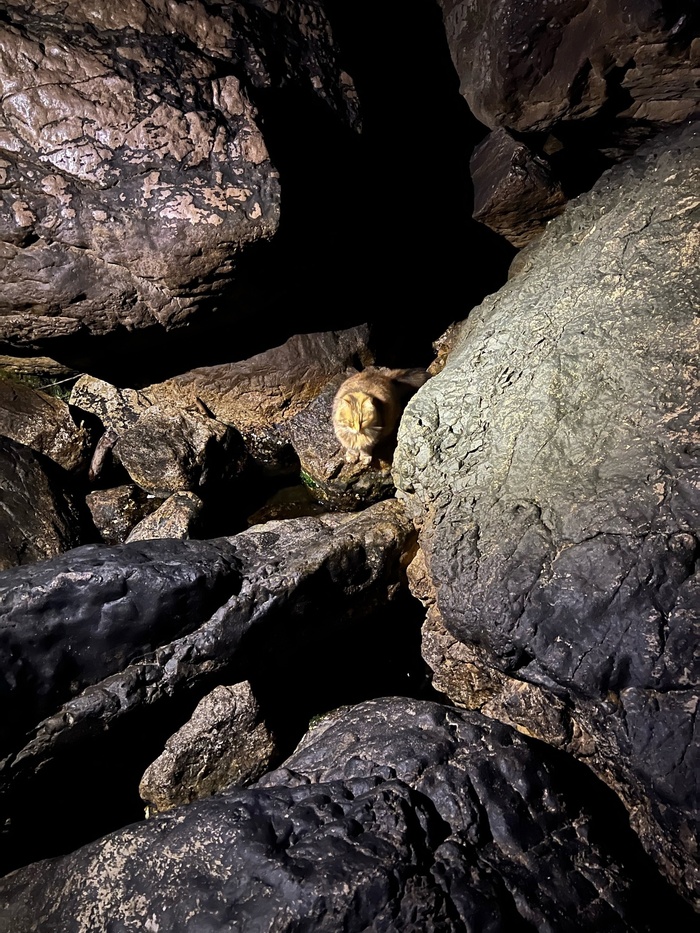 Дивный кот.