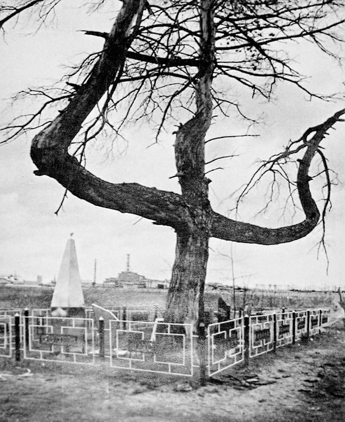 То самое дерево