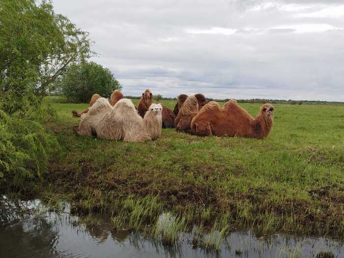 Корабли пустыни)