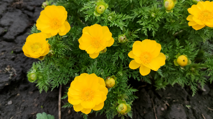 Адонис весенний (Adonis vernalis)