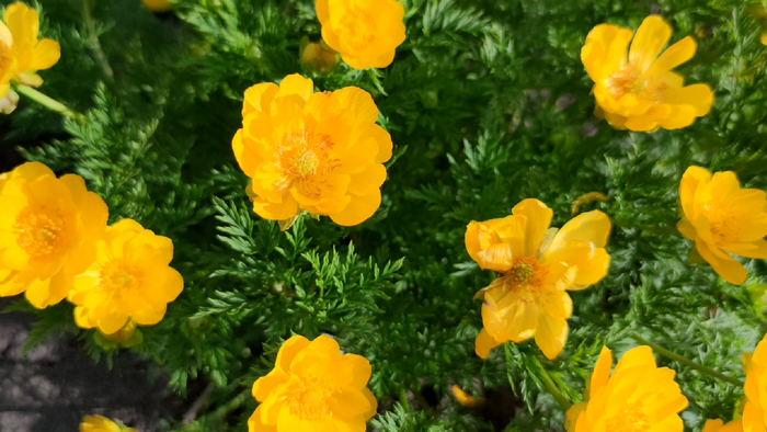 Адонис весенний (Adonis vernalis)