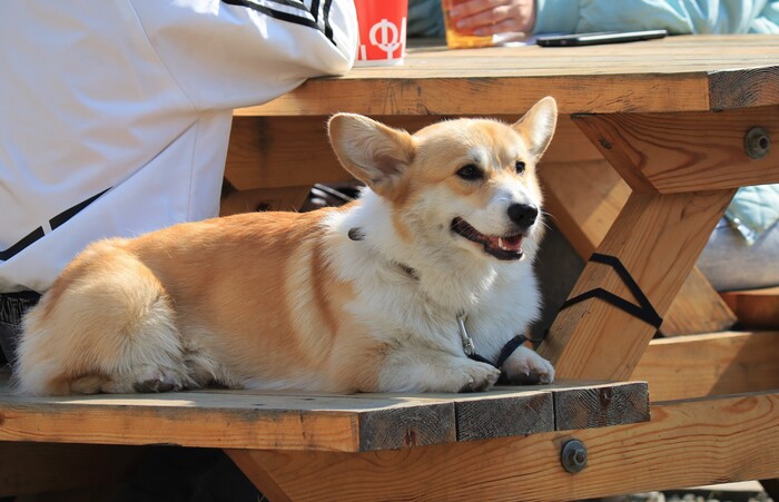 Canon RP + EF-S 55-250   ,  -  