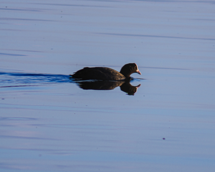 Плывет красиво по воде