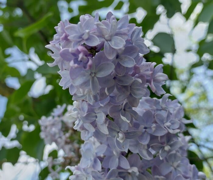 Сирень цветет Сирень, Цветы, Май, Рыбалка, Хорошее настроение, Длиннопост