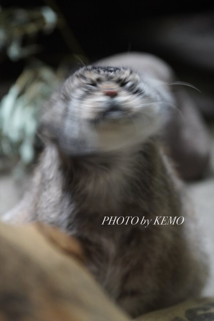 Пррррросыпаааааемся!