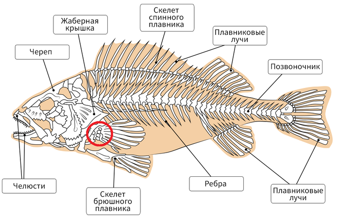 Обратите внимание на грудные плавники рыб. В основании находится множество маленьких косточек.