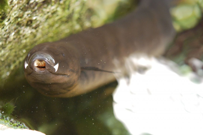 Вдох выдох, и мы опять играем в любимых...