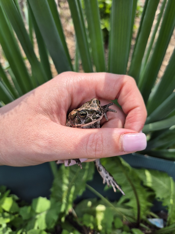 Это среда, мои чюваки