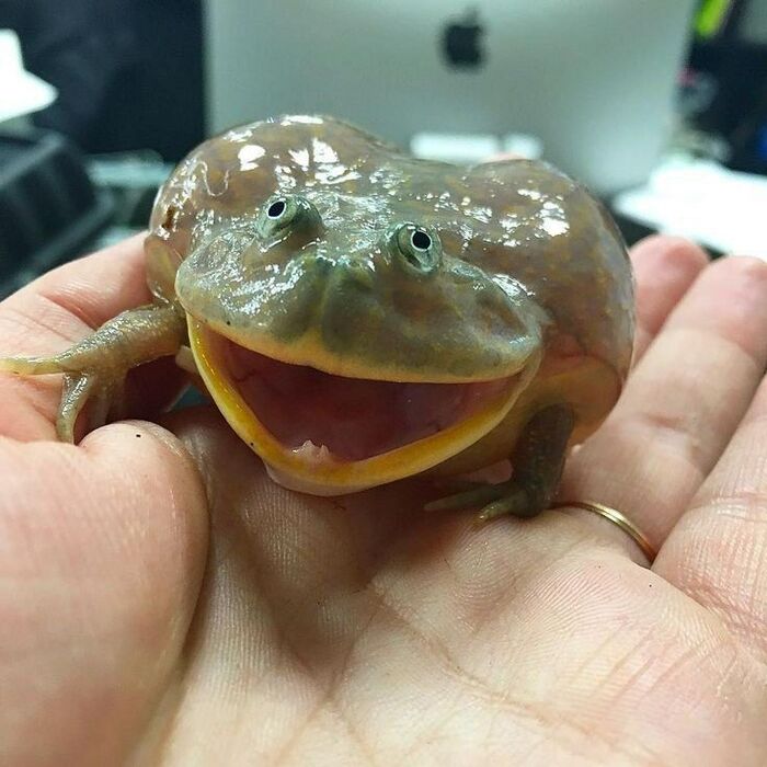  ,   , It Is Wednesday My Dudes, , , 