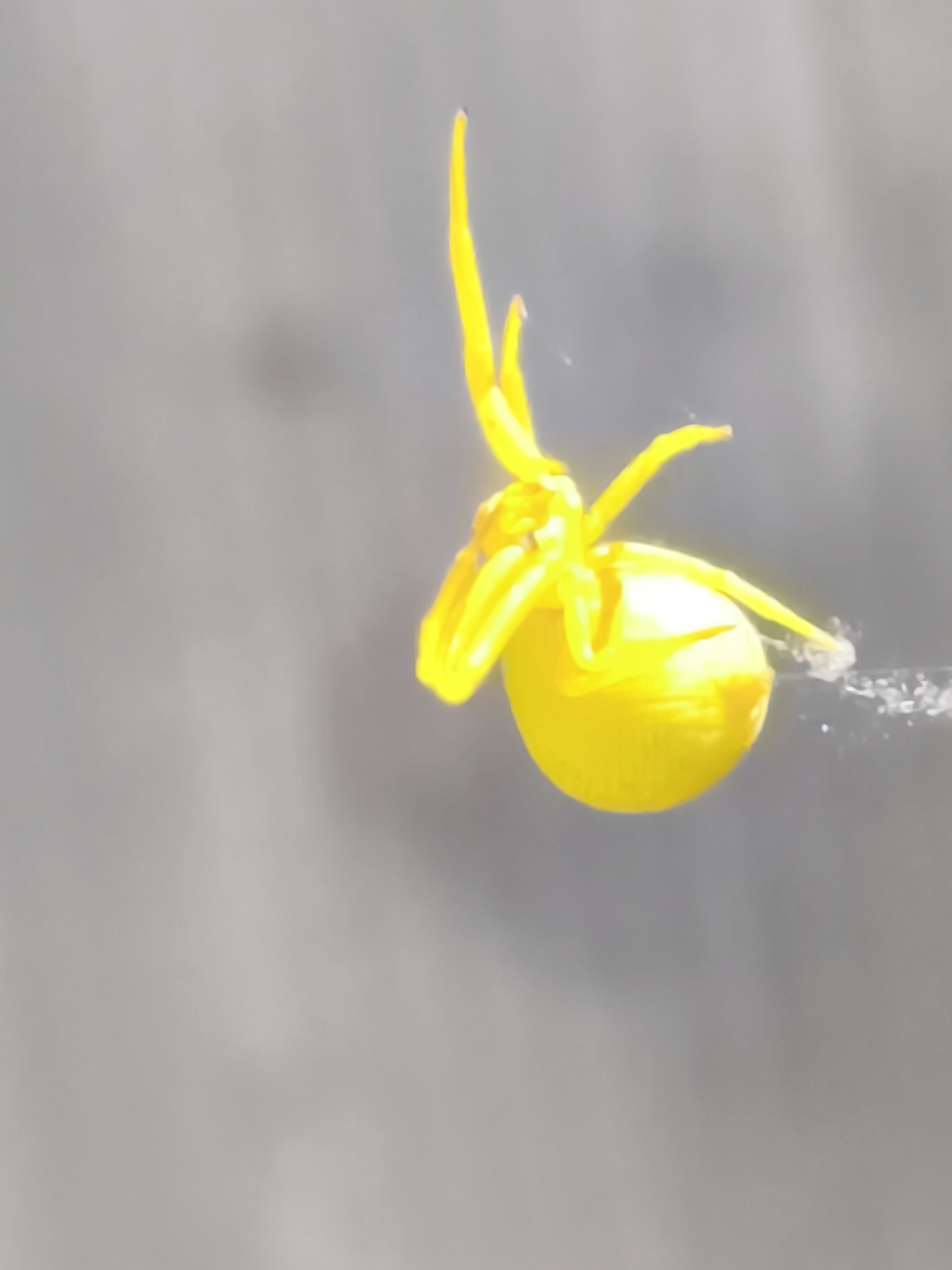 Lemon Butt - My, Spider, beauty, Longpost