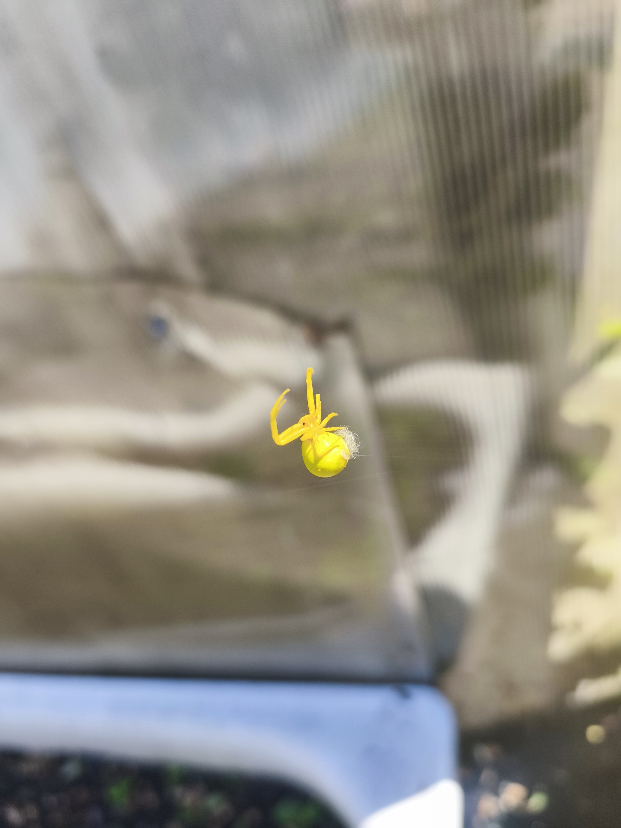 Lemon Butt - My, Spider, beauty, Longpost