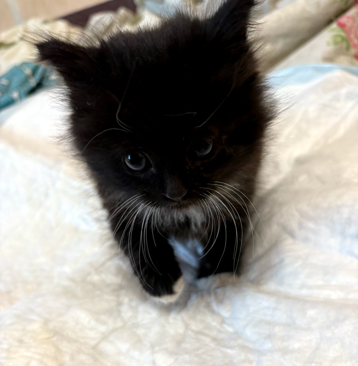 Ну как такую лапу можно было не забрать?