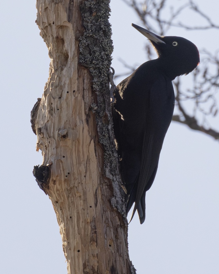 Слева на дереве - ее работа