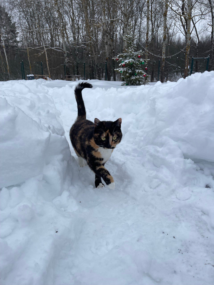 ��� ����� ��� ������