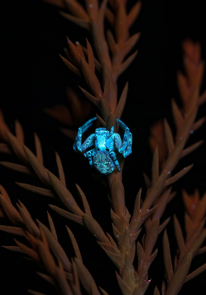 Пусть и не скорпион, но тоже ярко светится голубым.