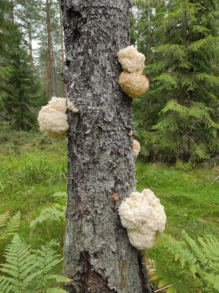Ежовики на стволе. Ленинградская область. Фото О. Корниловой.