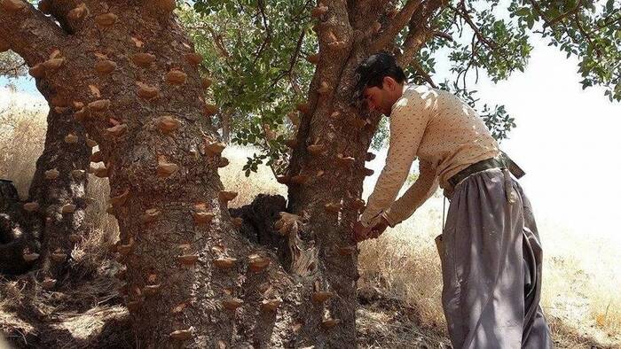   ()  .    <!--noindex--><a href="https://pikabu.ru/story/derevya_rossii_fistashka_tupolistnaya_12796778?u=http%3A%2F%2Fapothecarysgarden.com&t=apothecarysgarden.com&h=1b9172f1e5827380143c7a4c5c031c13dec94d2e" title="http://apothecarysgarden.com" target="_blank" rel="nofollow noopener">apothecarysgarden.com</a><!--/noindex-->.