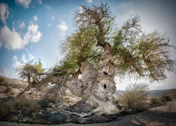    .    <!--noindex--><a href="https://pikabu.ru/story/derevya_rossii_fistashka_tupolistnaya_12796778?u=http%3A%2F%2Fapothecarysgarden.com&t=apothecarysgarden.com&h=1b9172f1e5827380143c7a4c5c031c13dec94d2e" title="http://apothecarysgarden.com" target="_blank" rel="nofollow noopener">apothecarysgarden.com</a><!--/noindex-->.