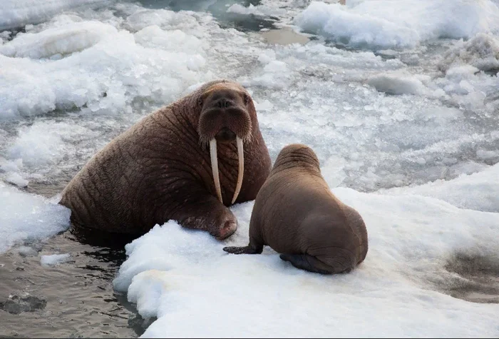 Морж: Оказывается, они нападают даже на китов. Как хищники. Тёмные секреты известного гиганта Моржи, Животные, Дикие животные, Морские обитатели, Яндекс Дзен, Яндекс Дзен (ссылка), Длиннопост
