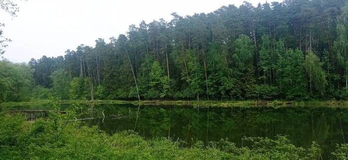 Вид на пруд и лес