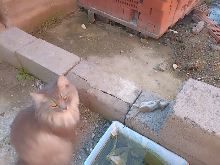    , , , ,  , 