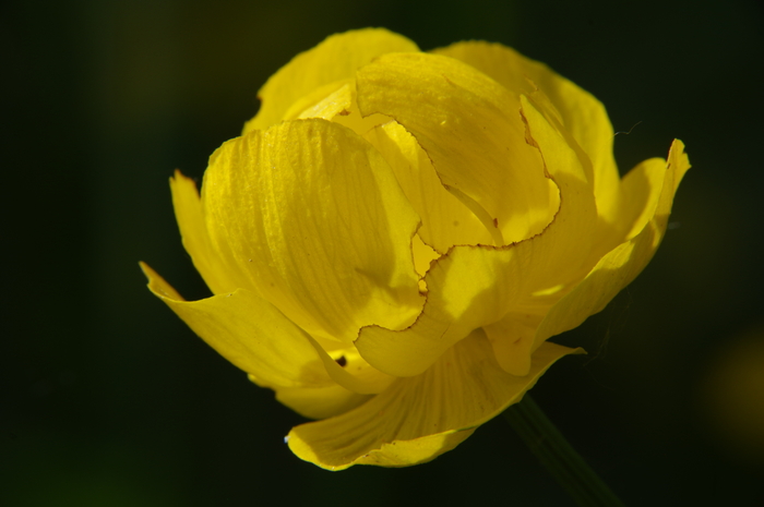   - ! , Pentax, , 