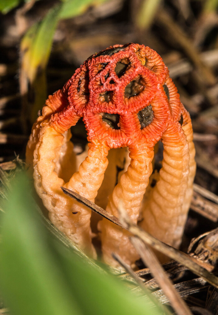 Решёточник красный