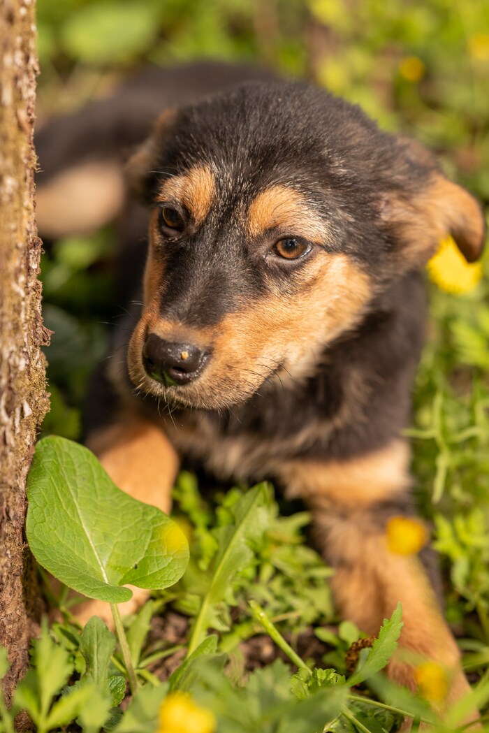 Щенок девочка в дар