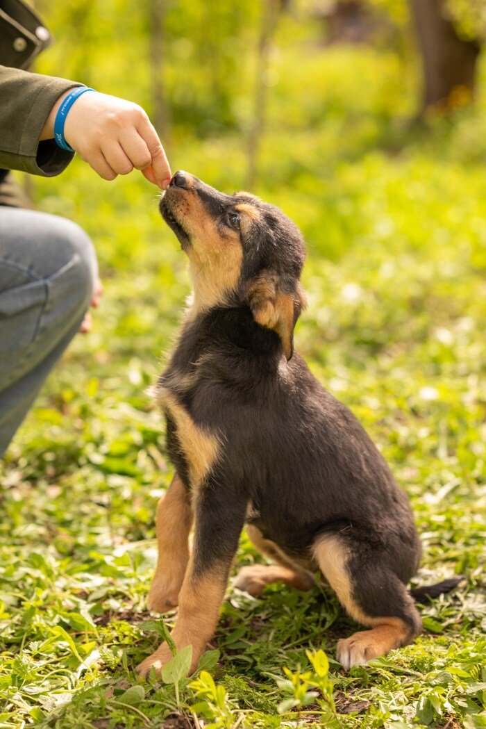 Щенок девочка в добрые руки