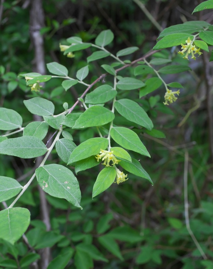   (Wikstroemia sikokiana).    <!--noindex--><a href="https://pikabu.ru/story/bumaga_gampi_12800755?u=http%3A%2F%2Fbio.wikisort.org&t=bio.wikisort.org&h=8db351cf0ca92dcadffb5f6ed71eb84a0a89acfb" title="http://bio.wikisort.org" target="_blank" rel="nofollow noopener">bio.wikisort.org</a><!--/noindex-->.