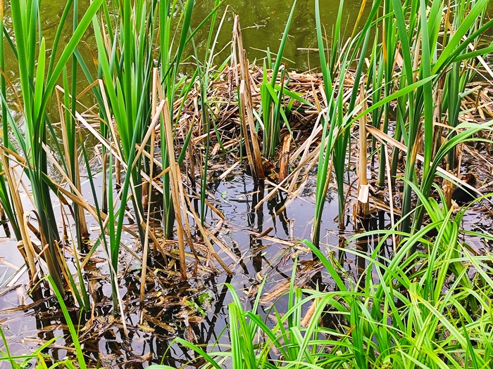 Новое гнездо, внимательный человек заметит его обитателя.