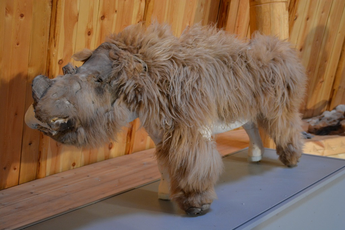 Это Саша. По нему и не скажешь, что зверь погиб 34 000 лет назад.