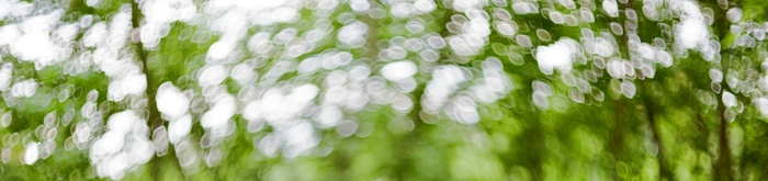 Верхняя часть кадра, Canon EOS 5, Пленка Kodak Proimage 100, значение диафрагмы не помню.