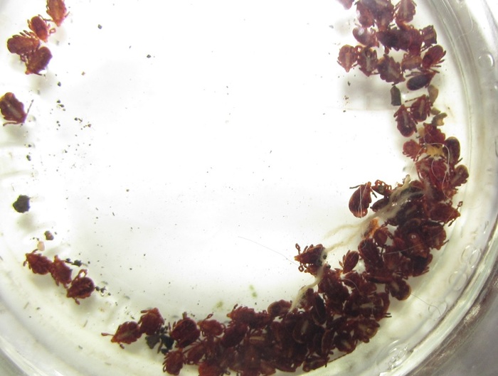 Потом, вспомнил старый дедовский метод сбора колорадских жуков в банку с бензином!