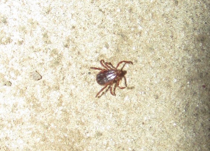 Бегают по бетонным дорожкам